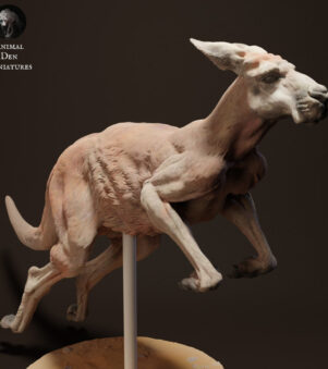 chuột túi Kangaroo