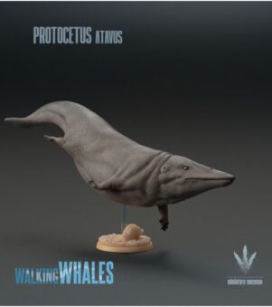 cá voi Protocetus atavus