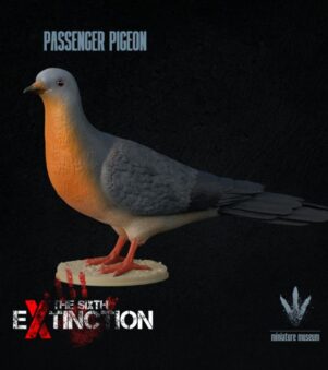 Chim Bồ câu viễn khách 2