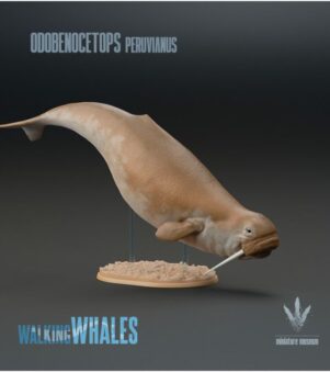 cá voi Odobenocetops