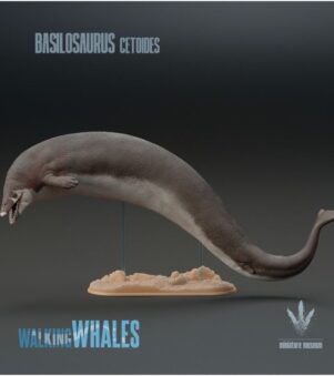 cá voi Basilosaurus 2
