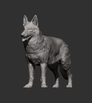 chó Swiss white shepherd