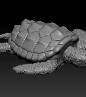 rùa 06