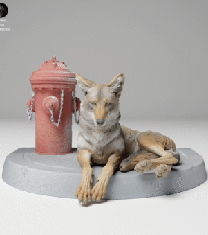 chó sói đồng cỏ 2