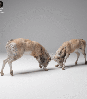 Linh dương Saiga 2