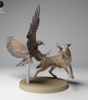 chim đại bàng vs sói