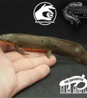 cá Queensland Lungfish